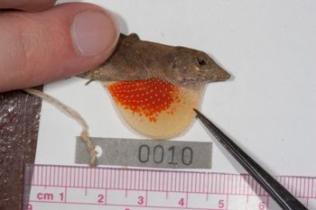 Media type: image;   Herpetology R-186207
